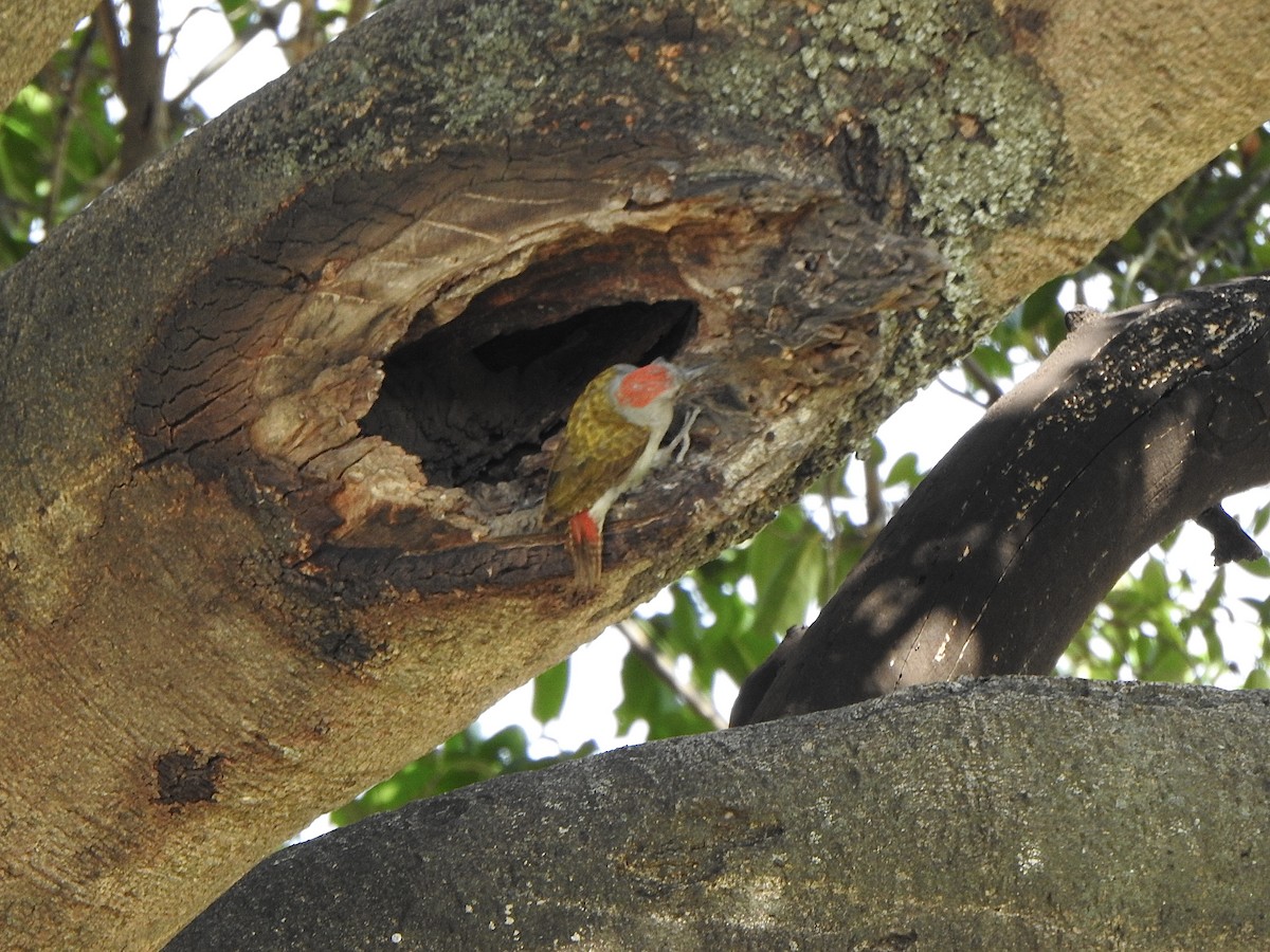 Mountain Gray Woodpecker - ML596045091