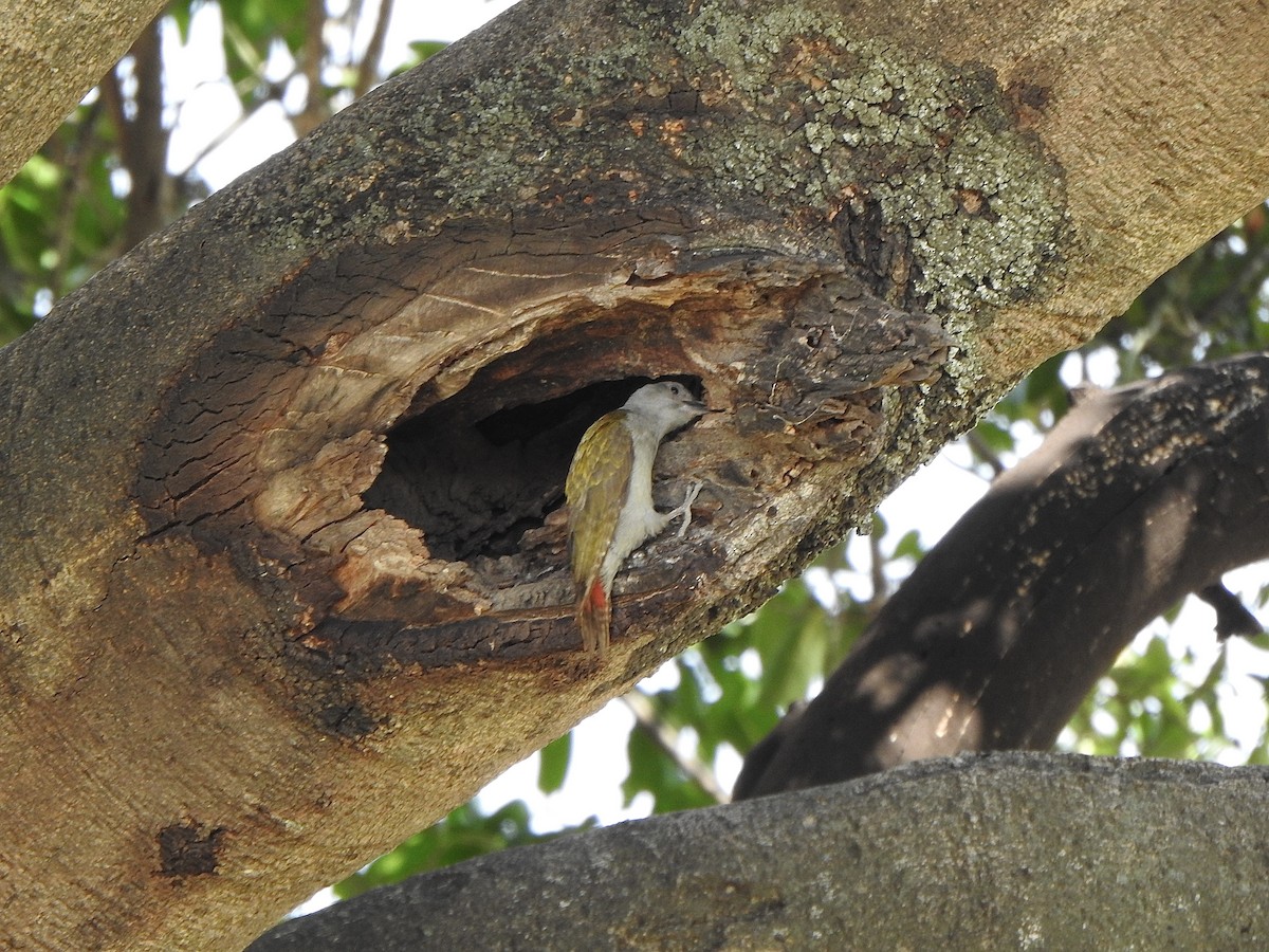 Mountain Gray Woodpecker - ML596045101