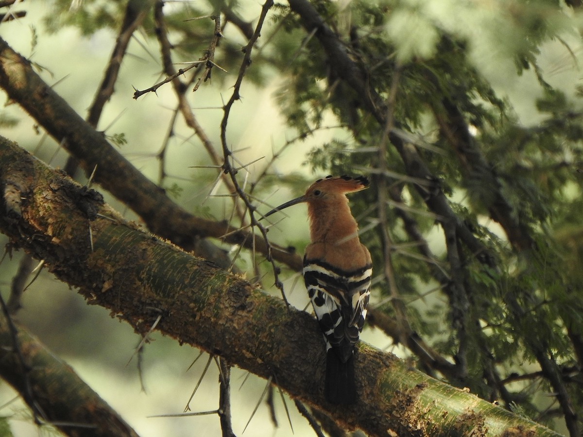 Eurasian Hoopoe - ML596045201