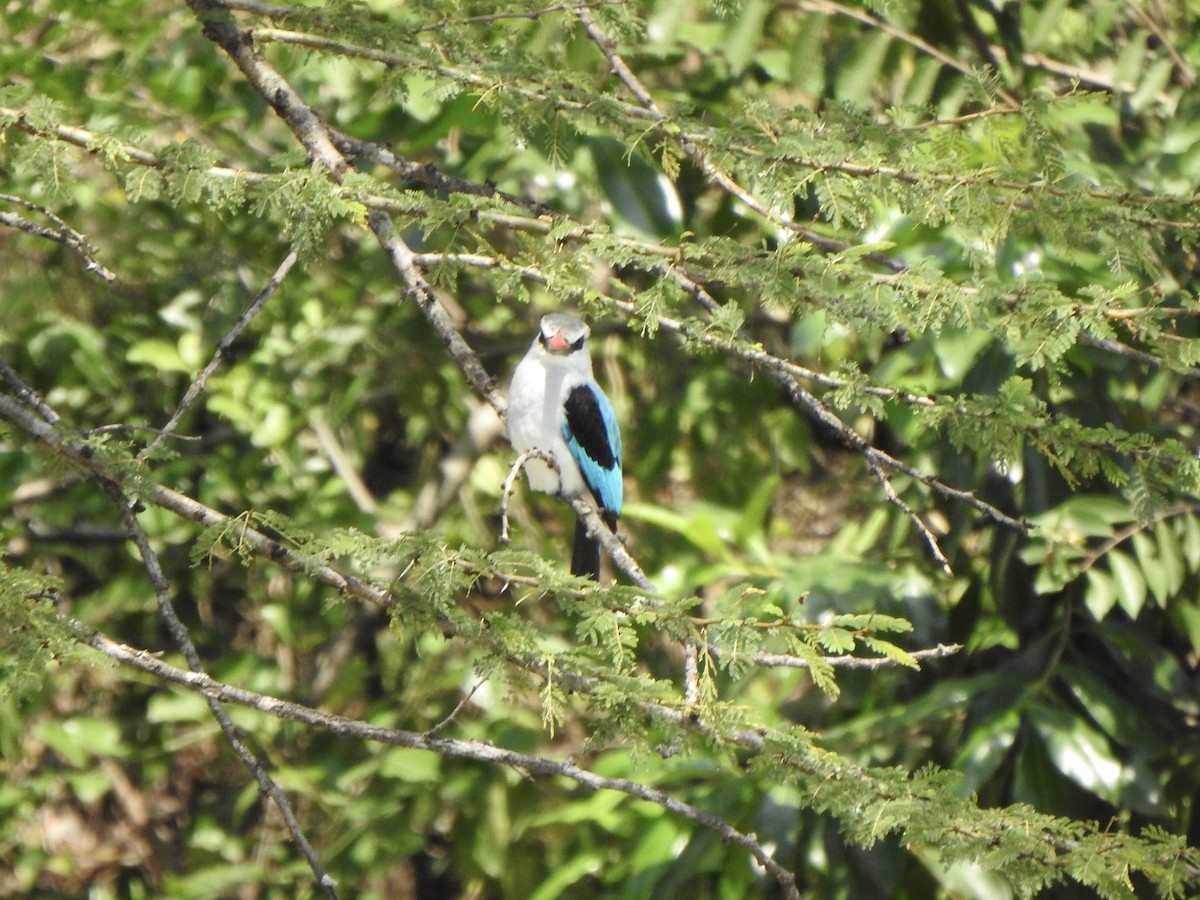 Woodland Kingfisher - ML596045351