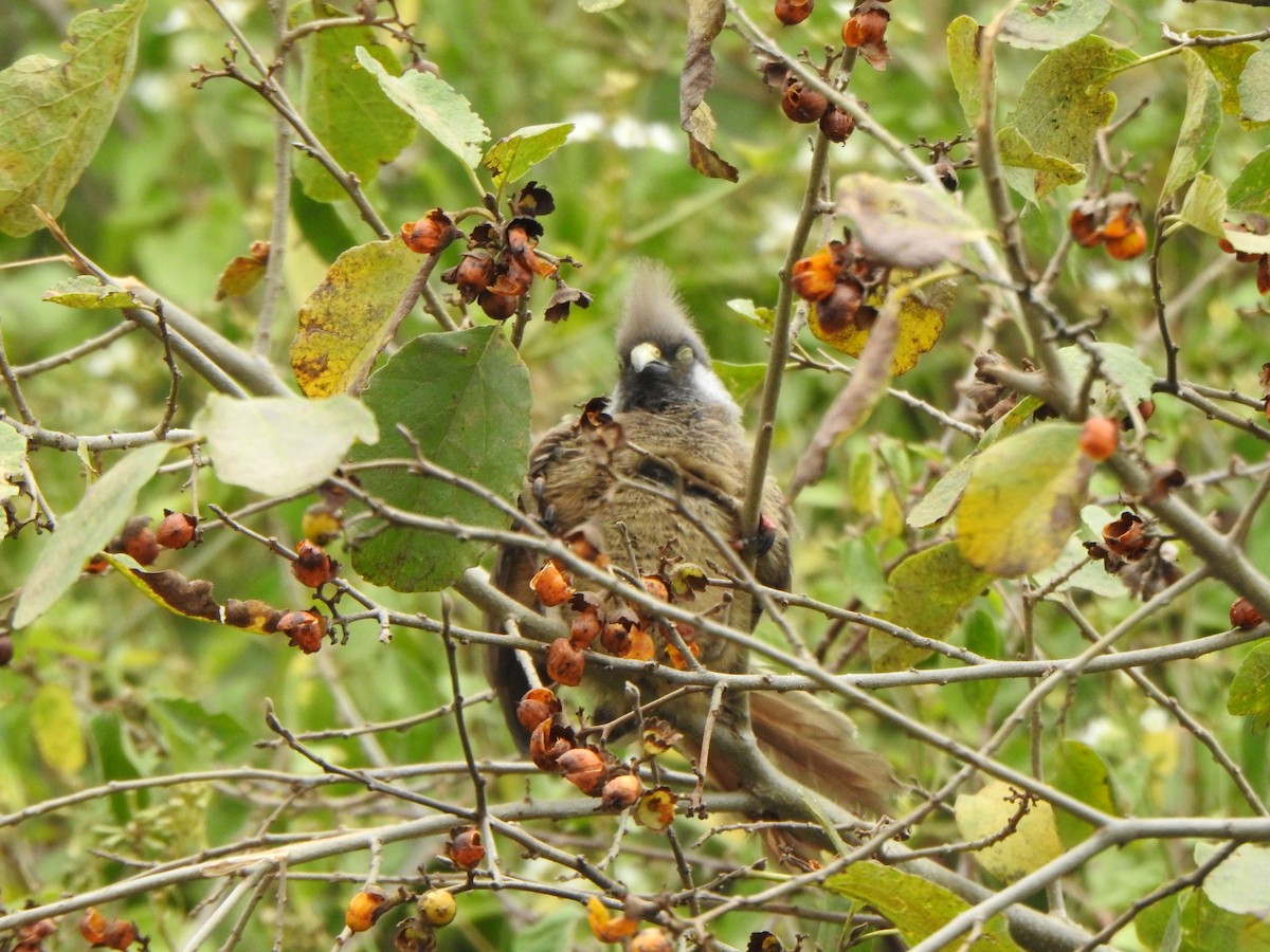 Speckled Mousebird - ML596045551