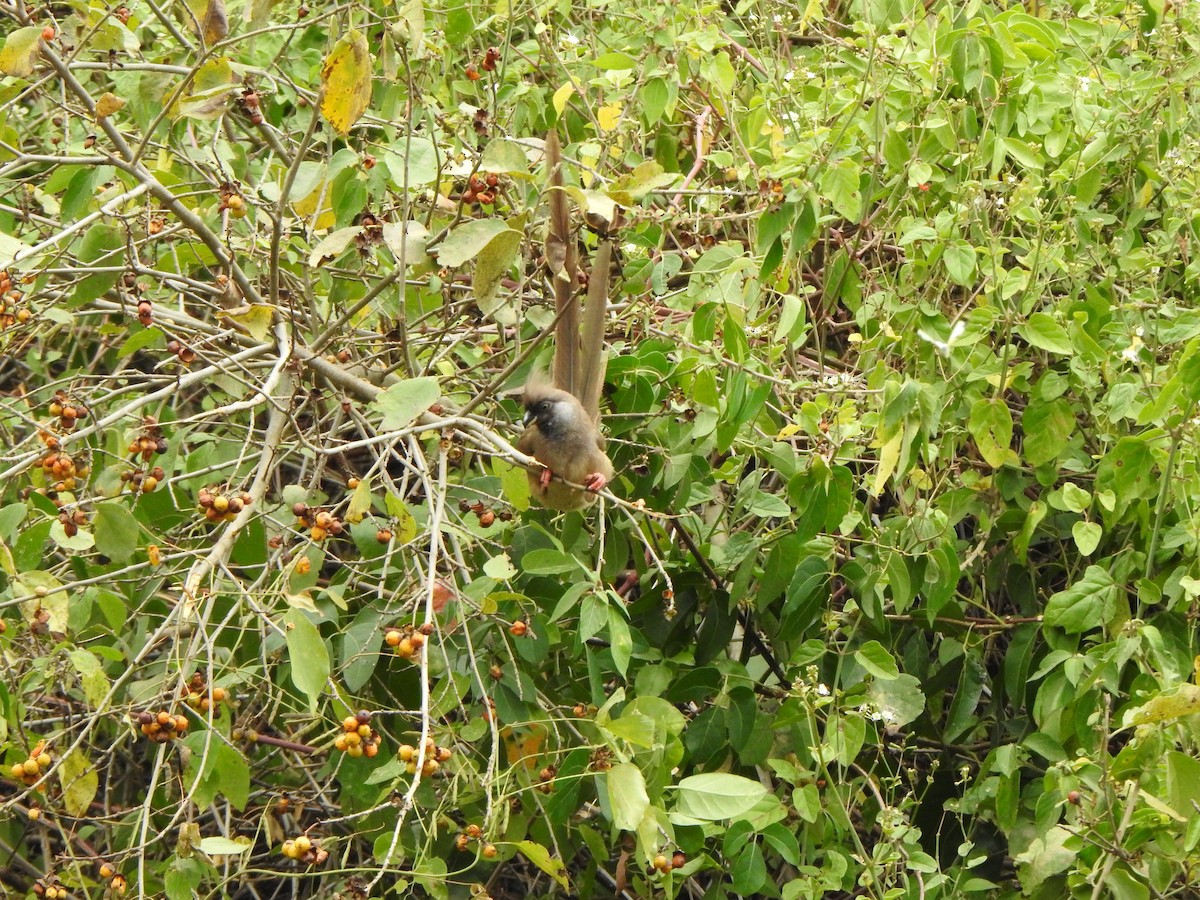 Speckled Mousebird - ML596045561