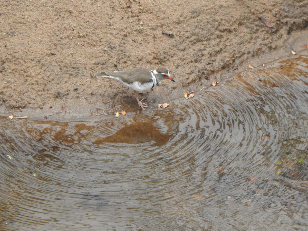 Three-banded Plover - ML596045621