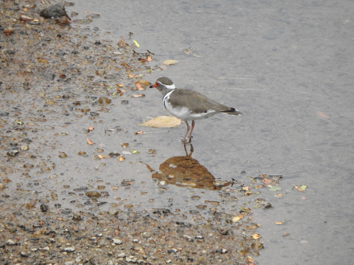 Three-banded Plover - ML596045641