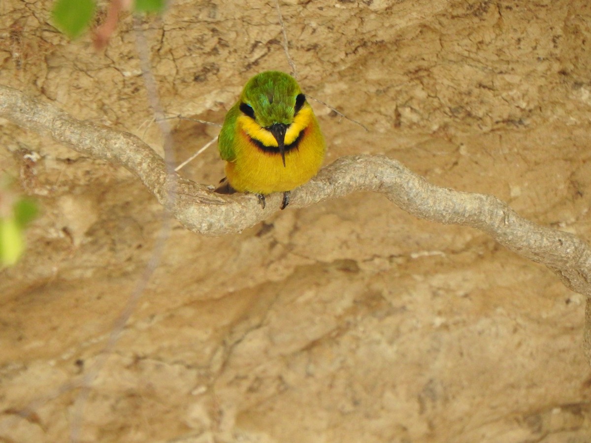 Little Bee-eater - ML596045761