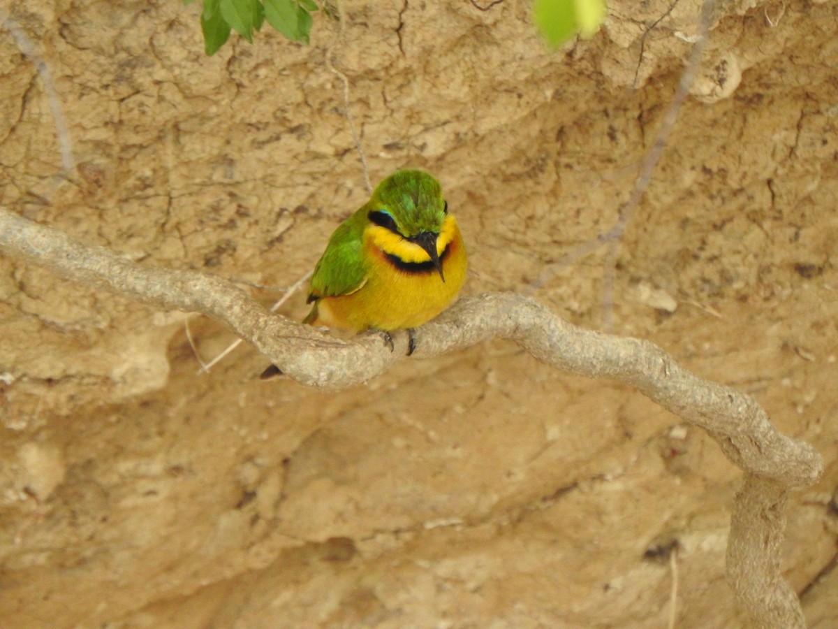 Little Bee-eater - ML596045771
