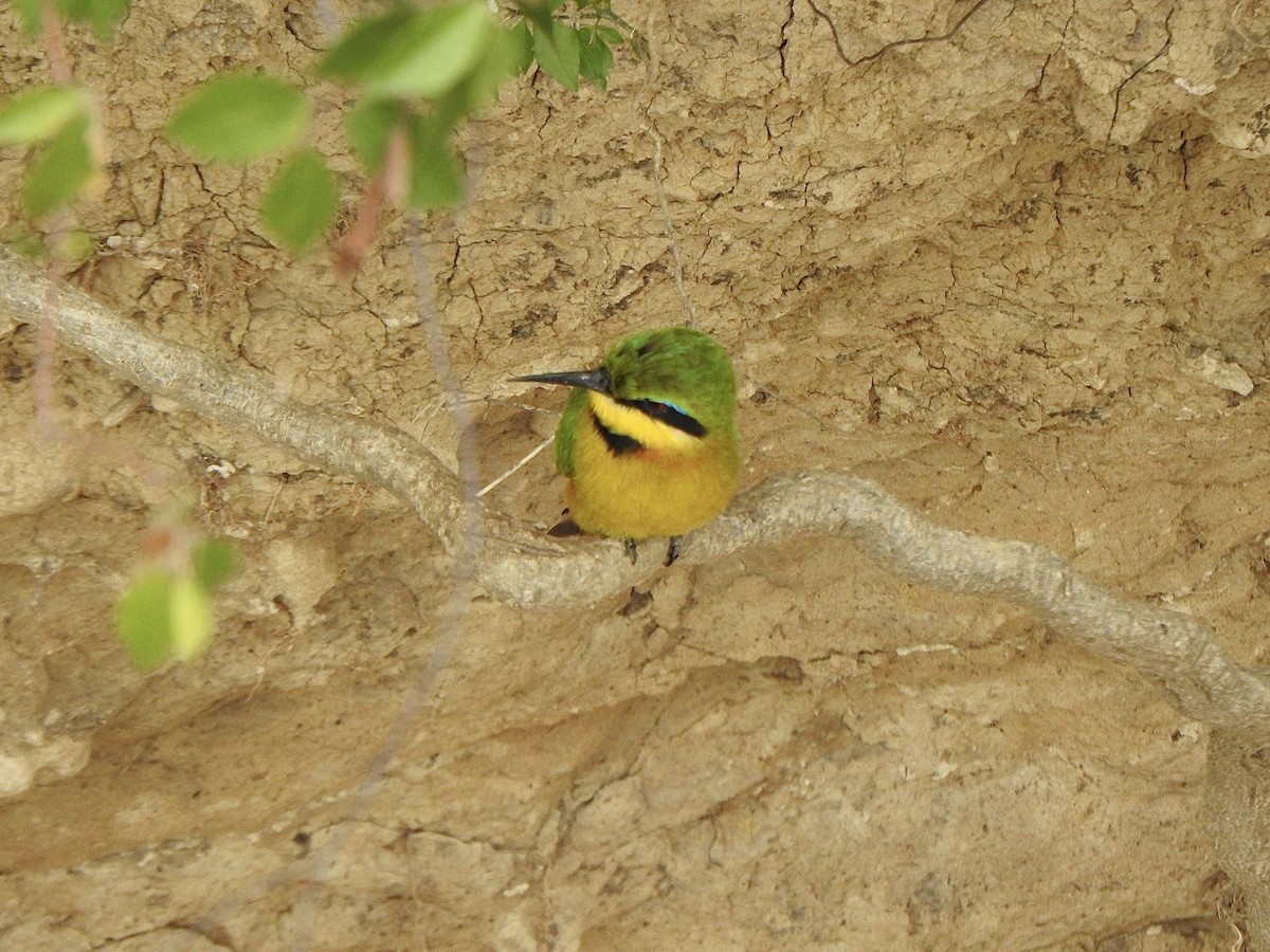 Little Bee-eater - ML596045781