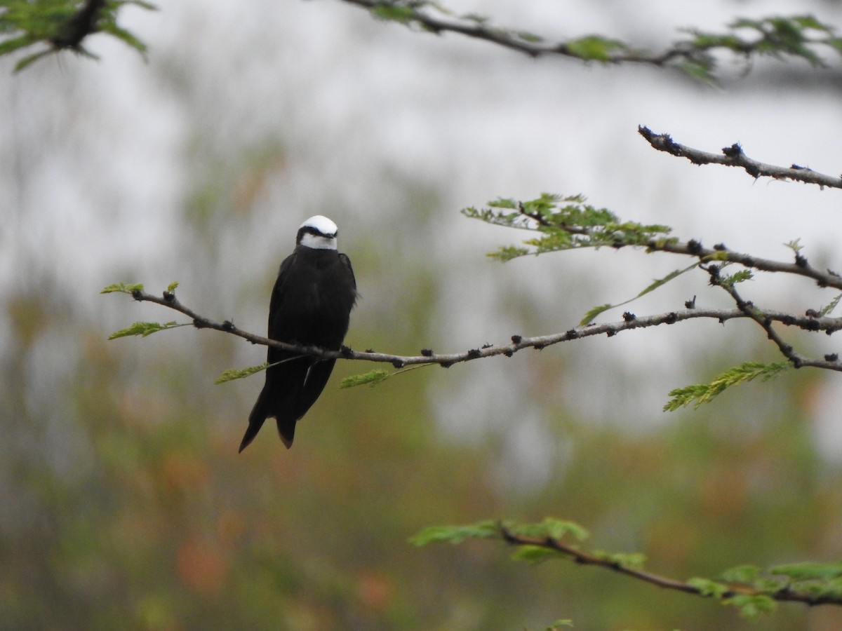 White-headed Sawwing - ML596045881