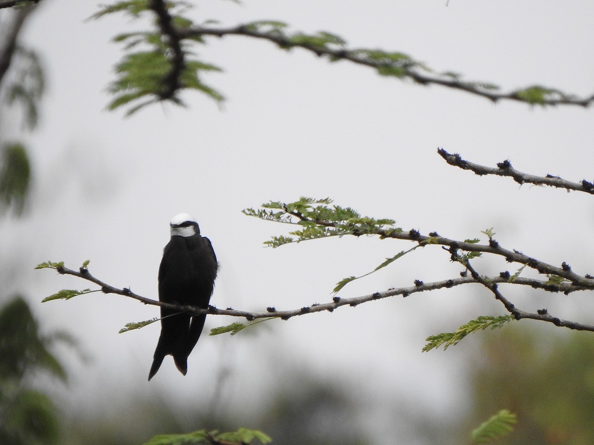 White-headed Sawwing - ML596045891