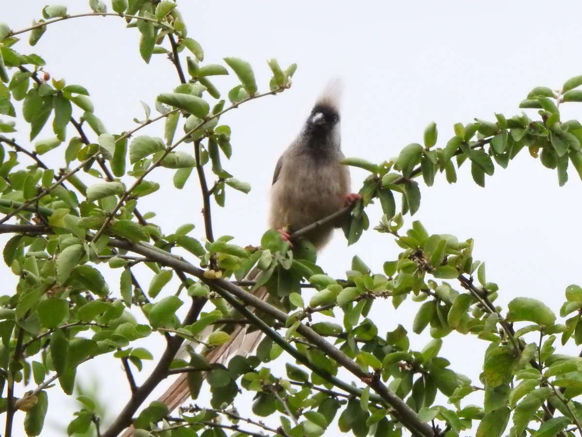 Speckled Mousebird - ML596045991