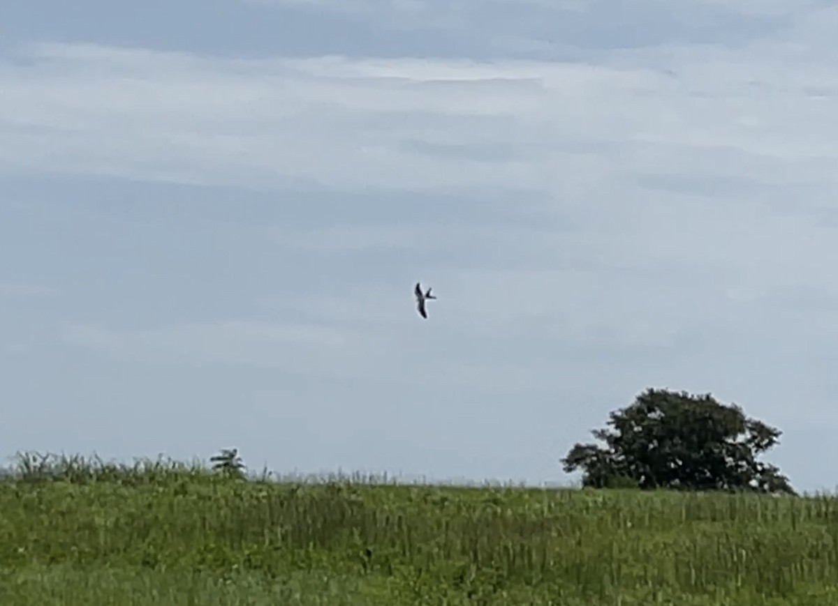 Swallow-tailed Kite - ML596046021