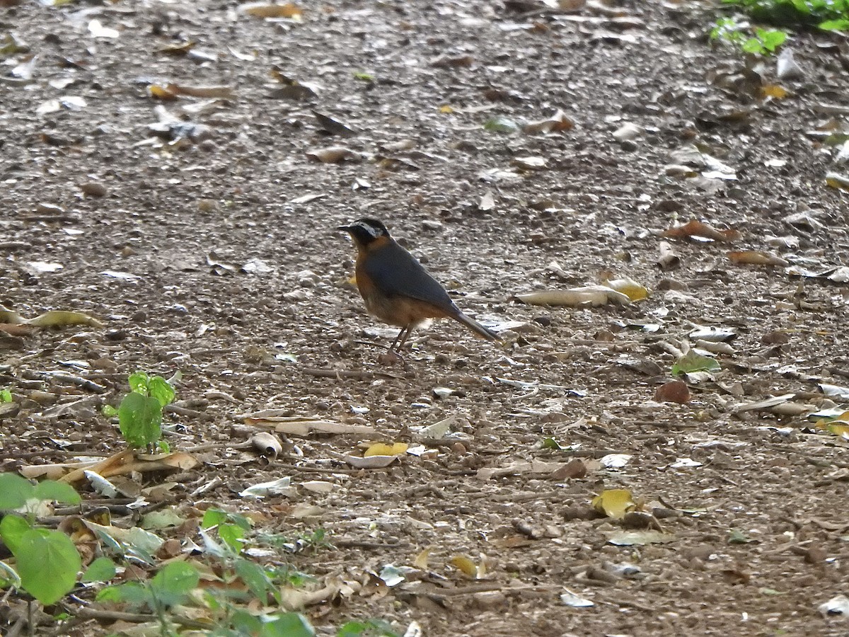 White-browed Robin-Chat - ML596046051