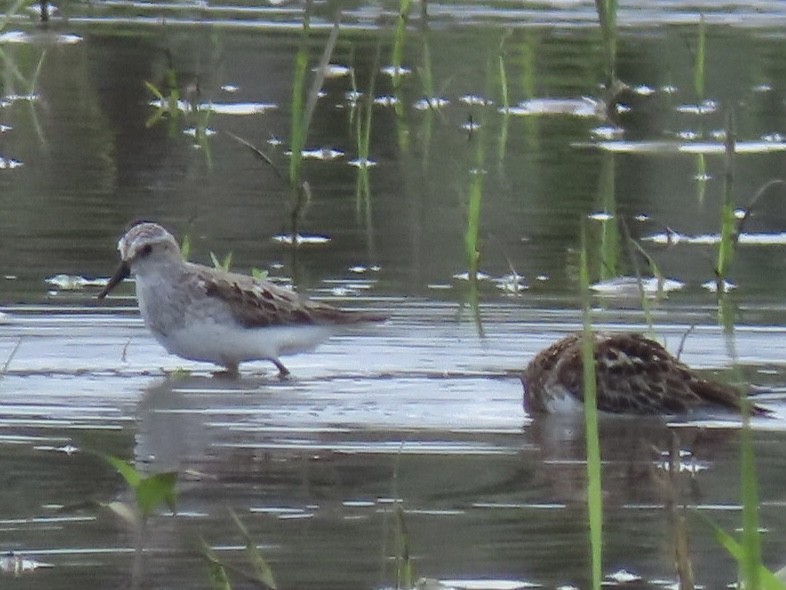 pygmésnipe - ML596046151