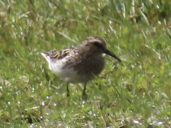 Least Sandpiper - ML596046161