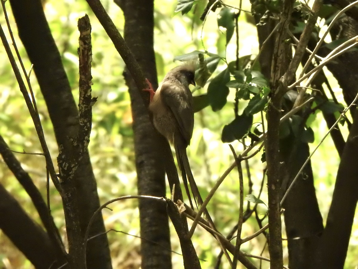 Speckled Mousebird - ML596046231