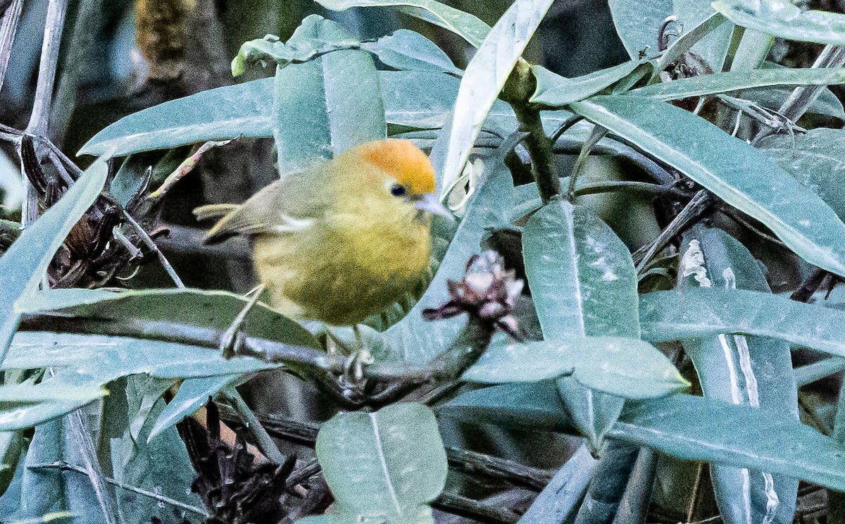 Rufous-capped Babbler - ML596046681