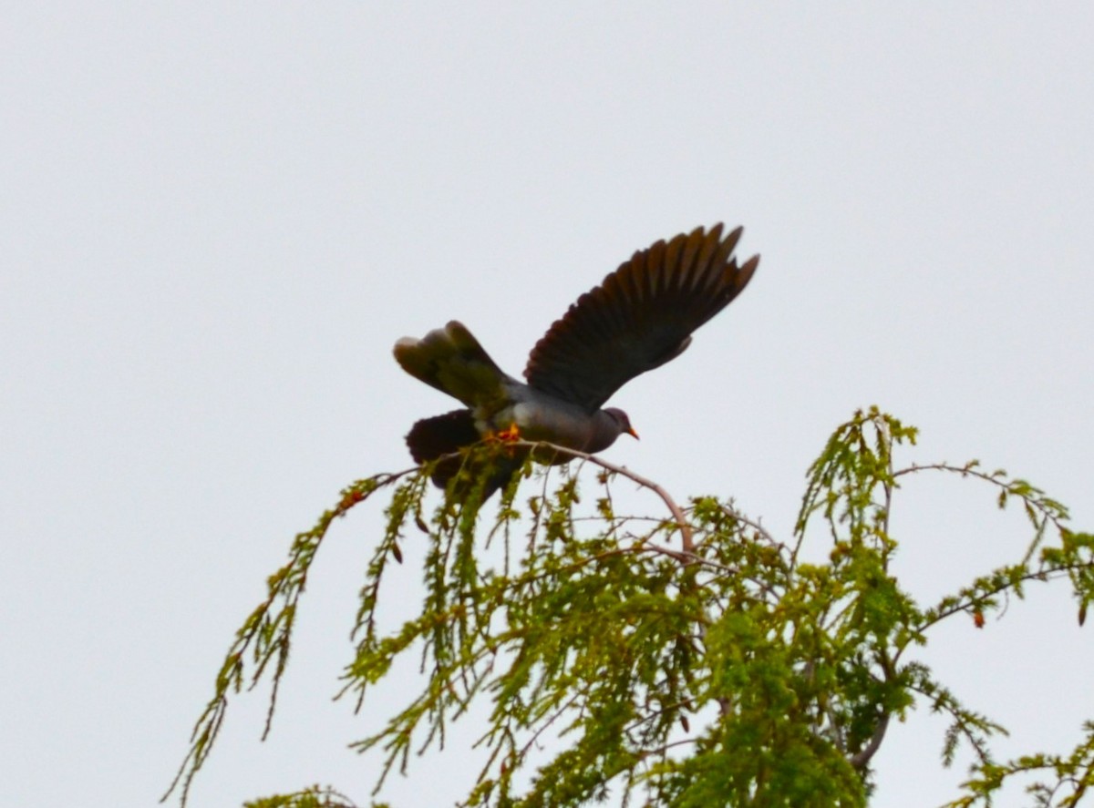 Band-tailed Pigeon - ML596046851