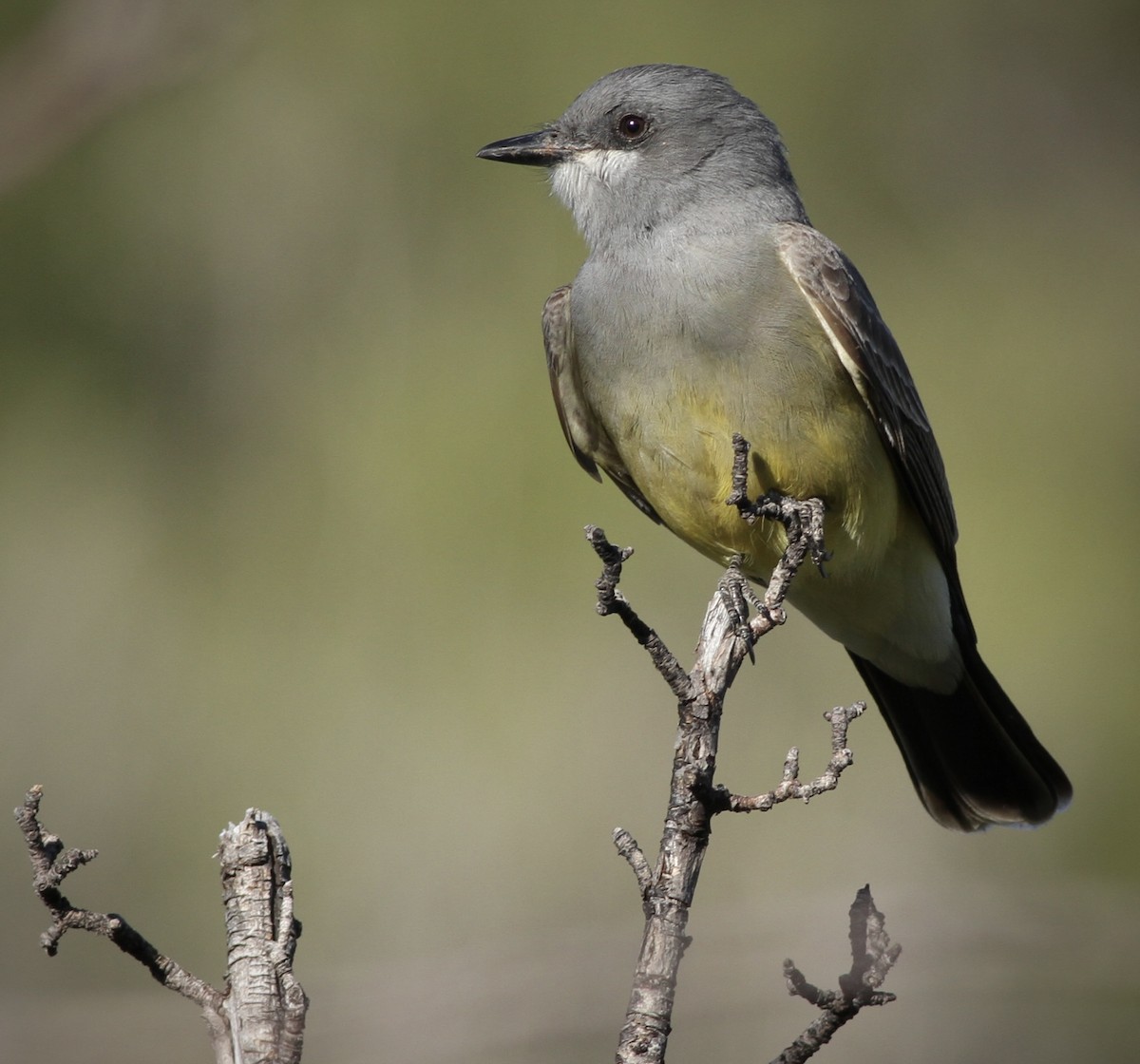 Cassin's Kingbird - ML596046921