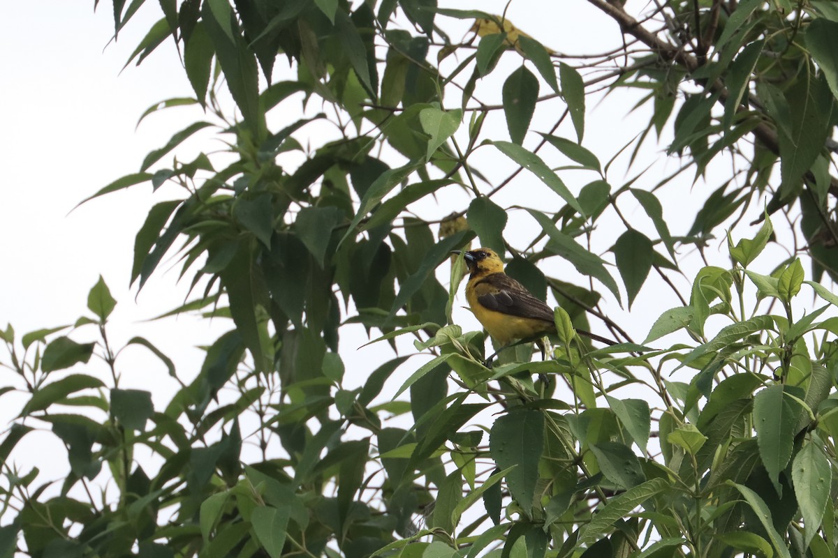 Black-vented Oriole - ML596047161