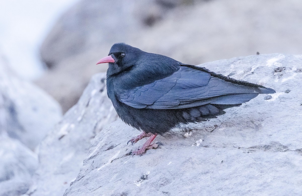 Red-billed Chough - ML596047241