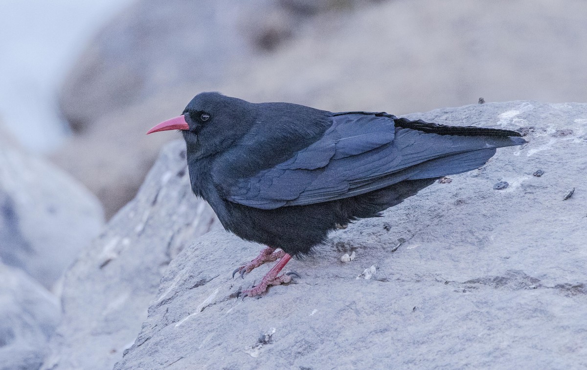 Red-billed Chough - ML596047281