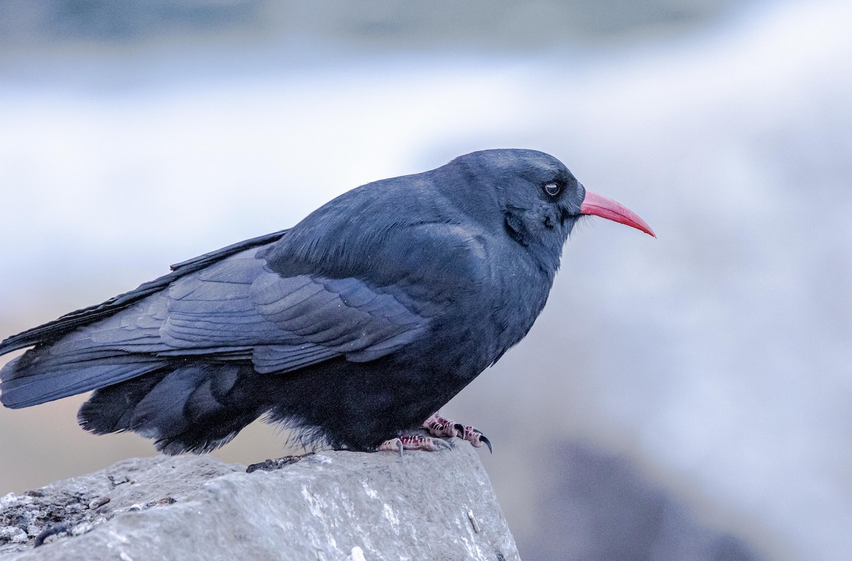 Red-billed Chough - ML596047301