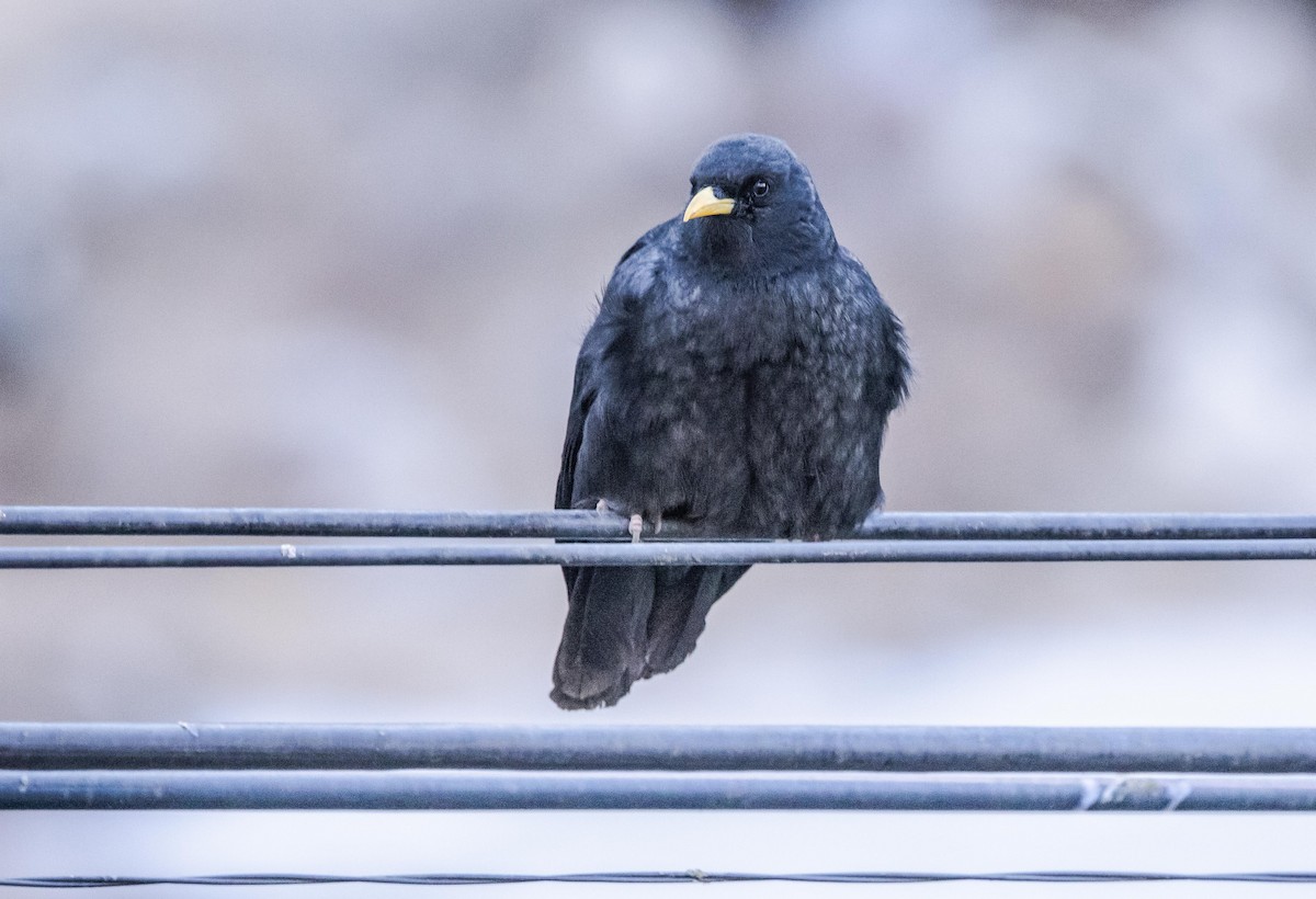 Yellow-billed Chough - ML596047681