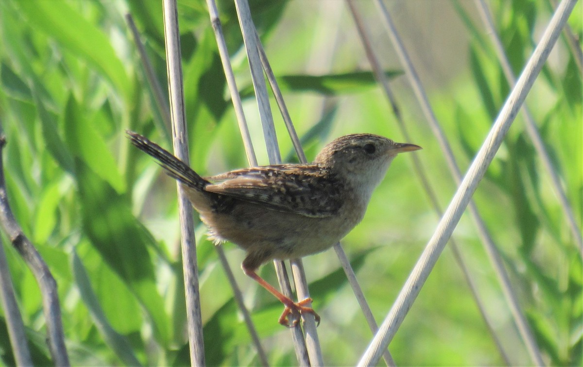 Sedge Wren - Joel Jorgensen