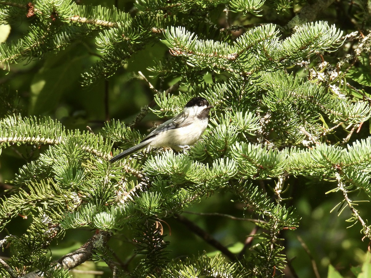 Black-capped Chickadee - ML596049731