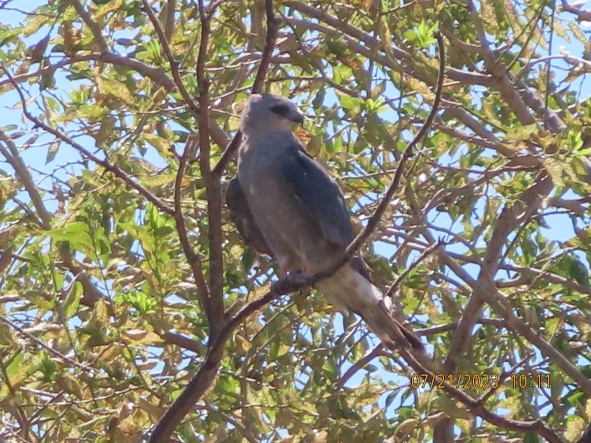 Mississippi Kite - ML596050371