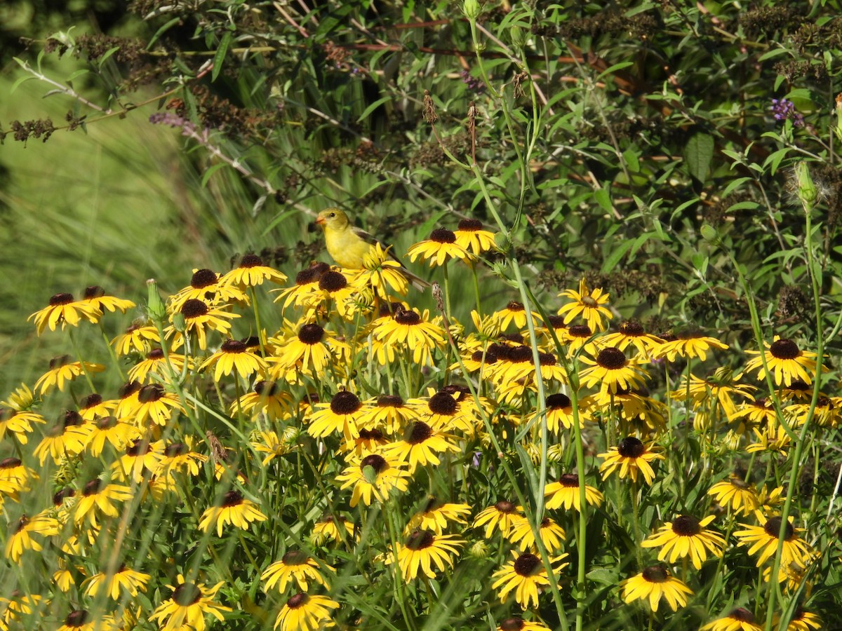 American Goldfinch - ML596051471