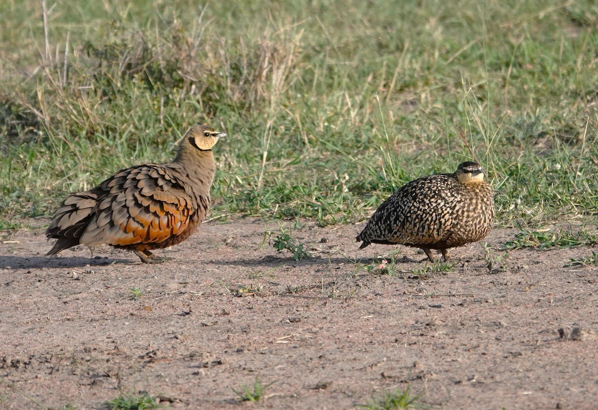 Yellow-throated Sandgrouse - ML596053011