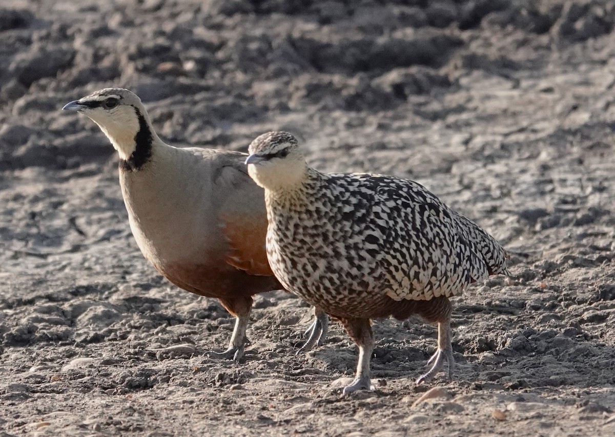 Yellow-throated Sandgrouse - Edurne Ugarte