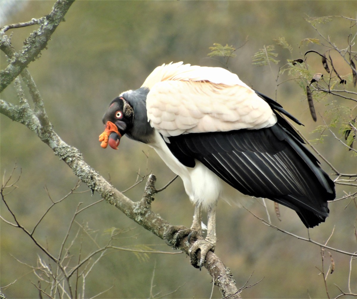 King Vulture - ML596053201