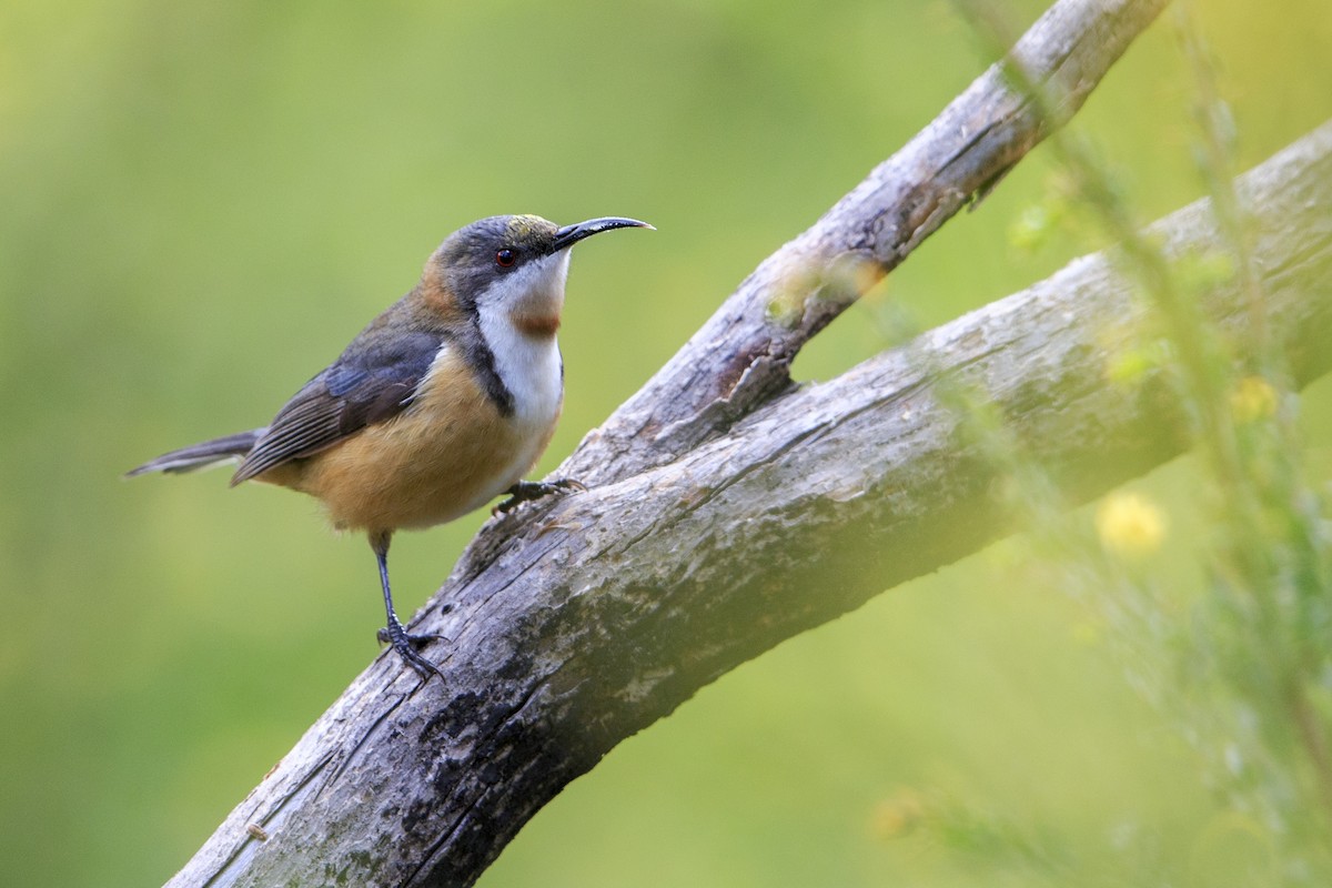 Eastern Spinebill - Michael Stubblefield