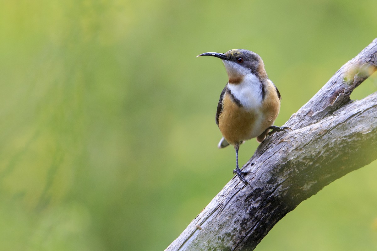 Eastern Spinebill - ML596053221