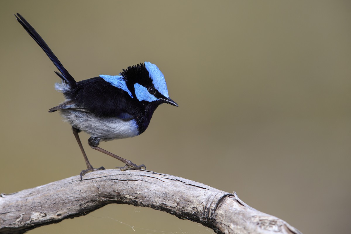 Superb Fairywren - Michael Stubblefield