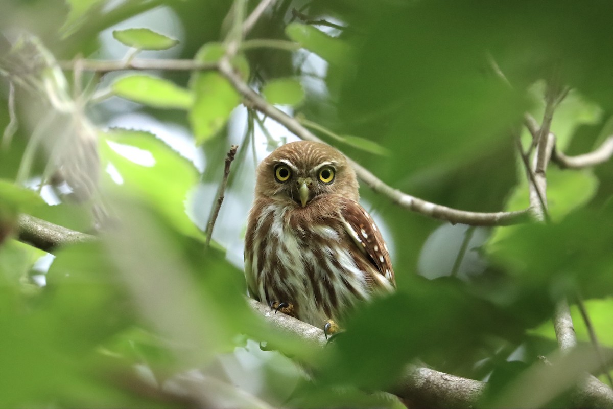 Ferruginous Pygmy-Owl - ML596053391