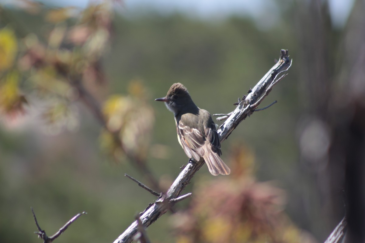 Great Crested Flycatcher - ML59605351