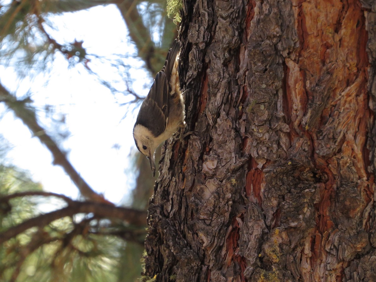 White-breasted Nuthatch - ML596053521