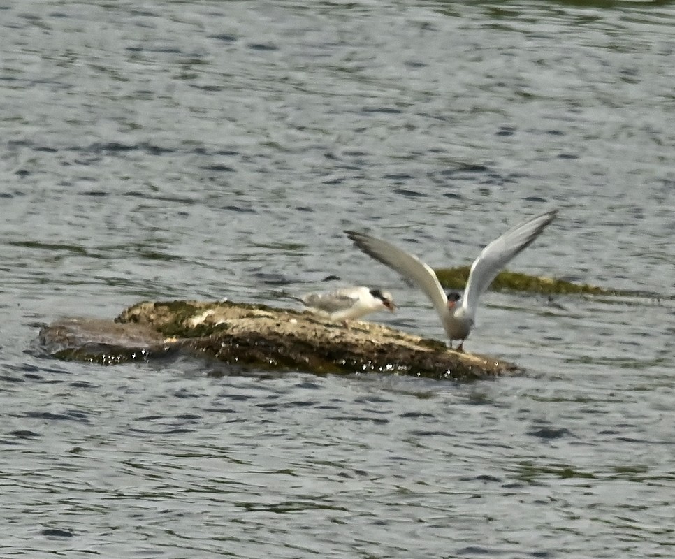 Common Tern - Regis Fortin