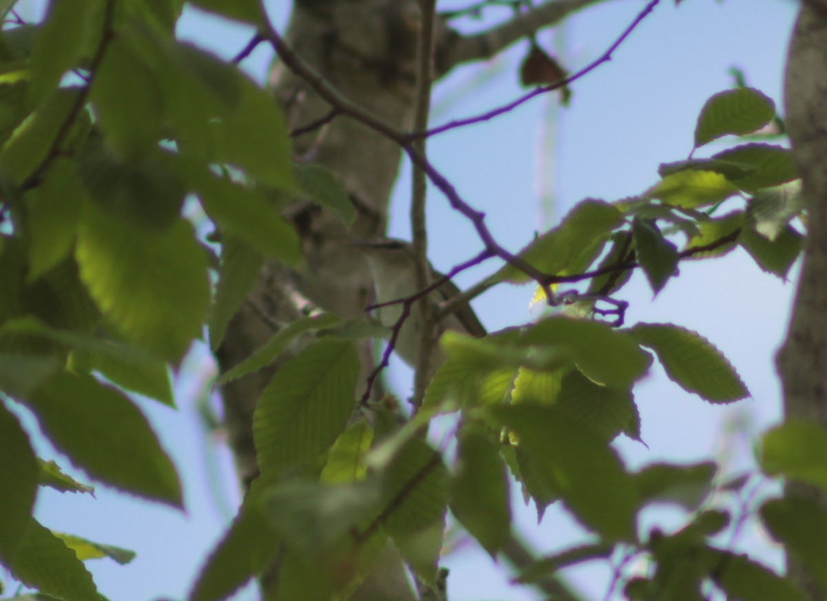 Red-eyed Vireo - ML59605511