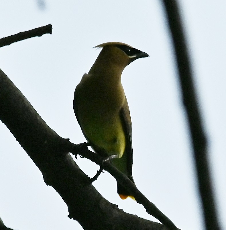 Cedar Waxwing - ML596055241