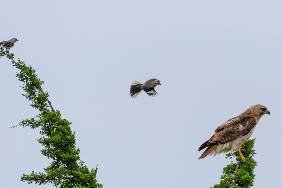 Red-tailed Hawk - Andrew W.