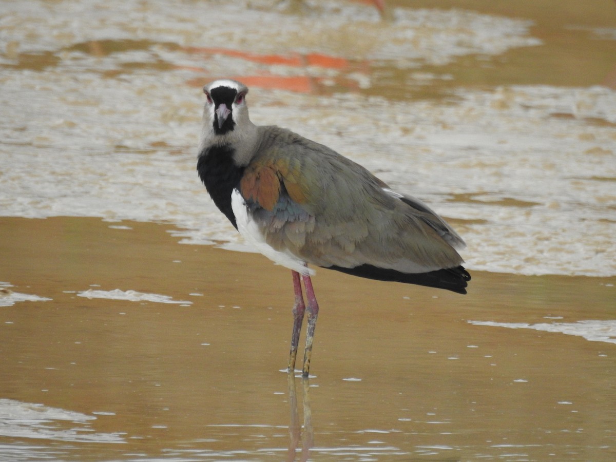 Southern Lapwing - ML59605591