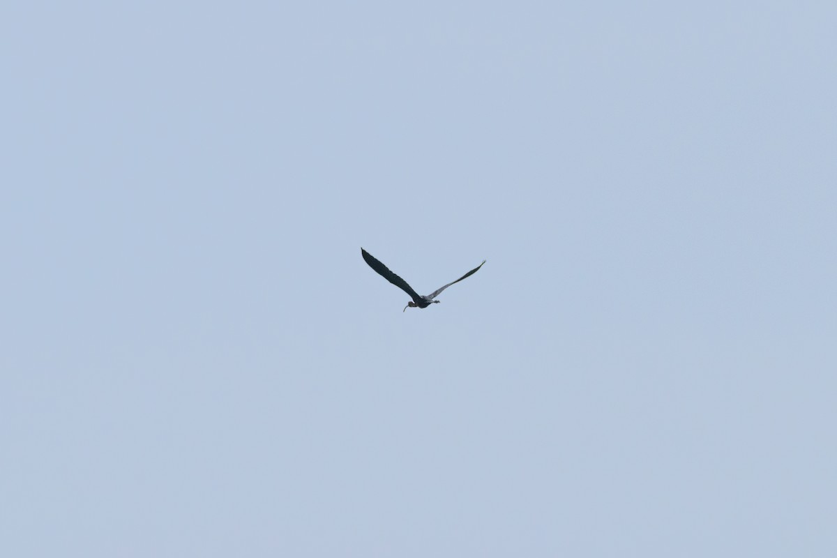 ibis hnědý - ML596055951