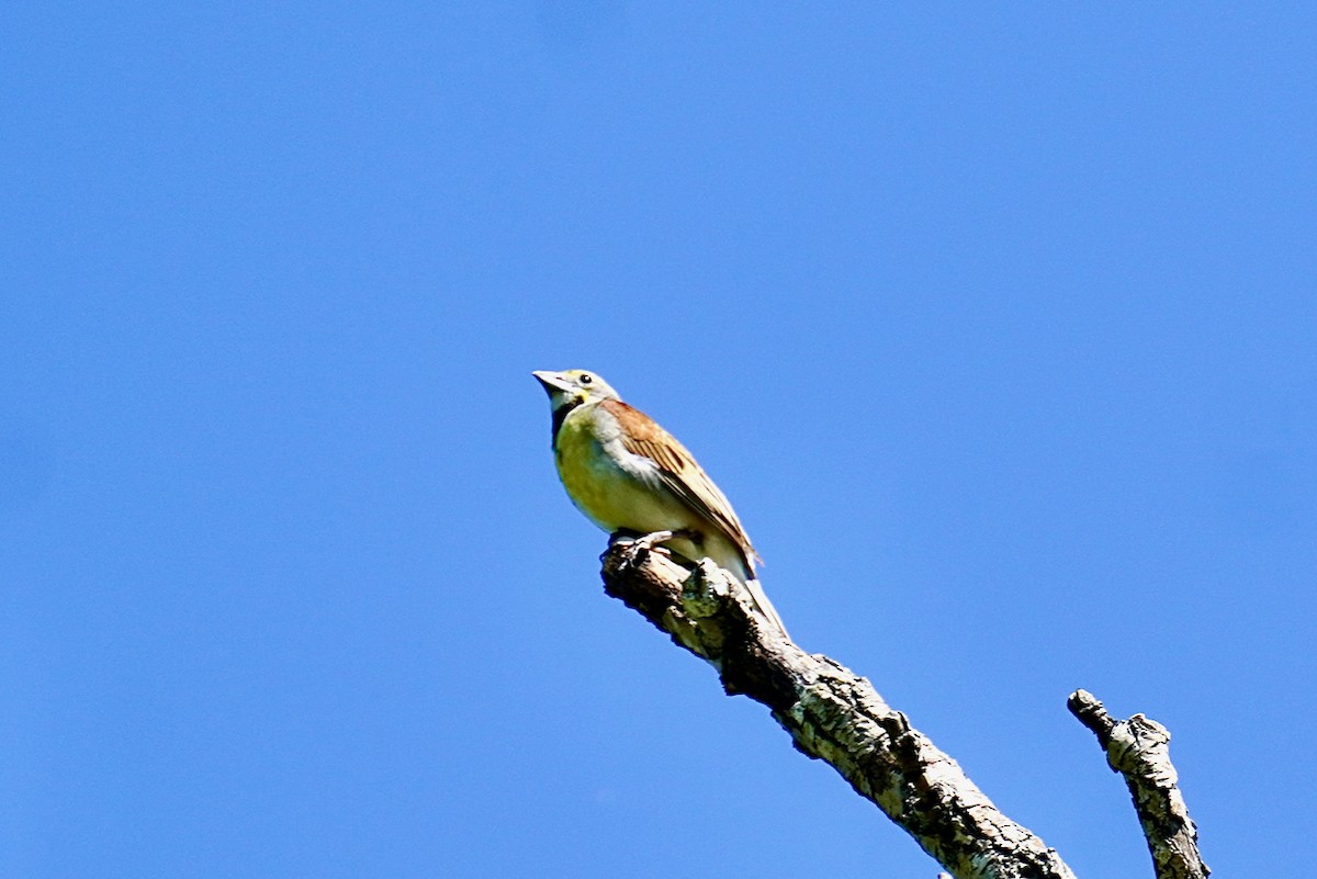 Dickcissel - ML596056071