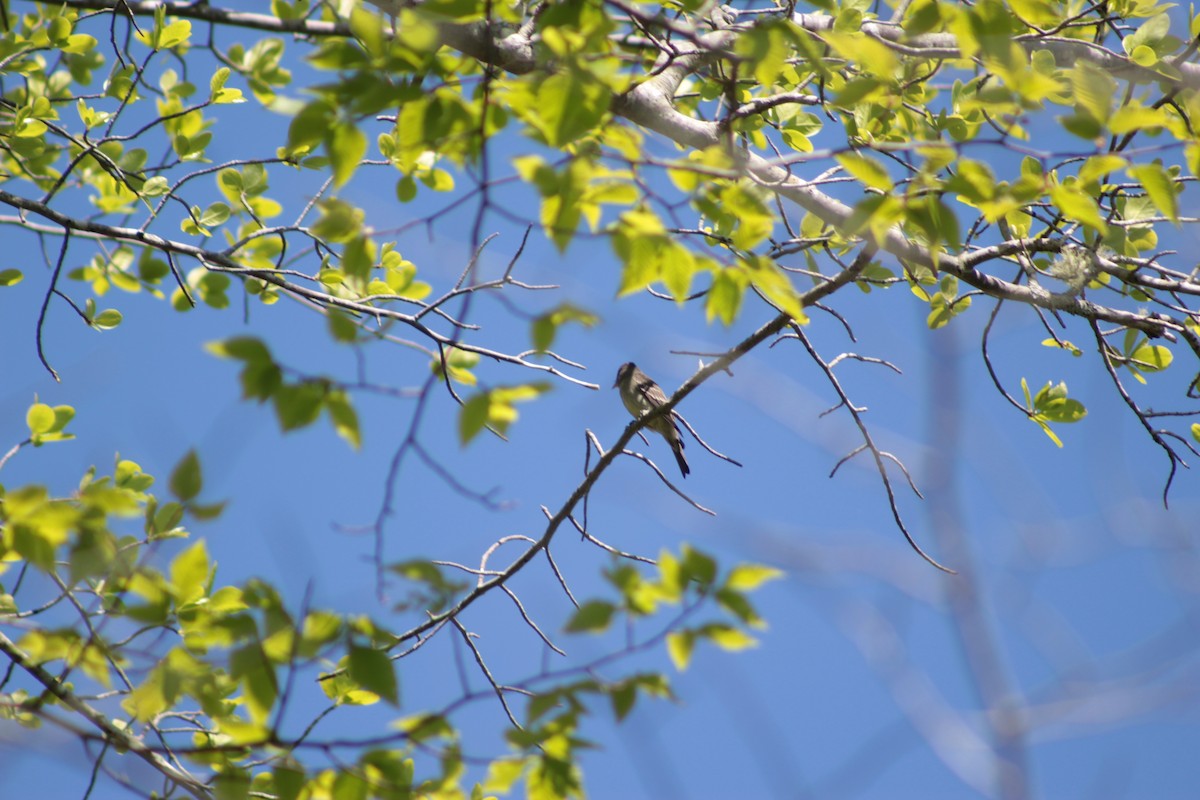 Eastern Wood-Pewee - ML59605631