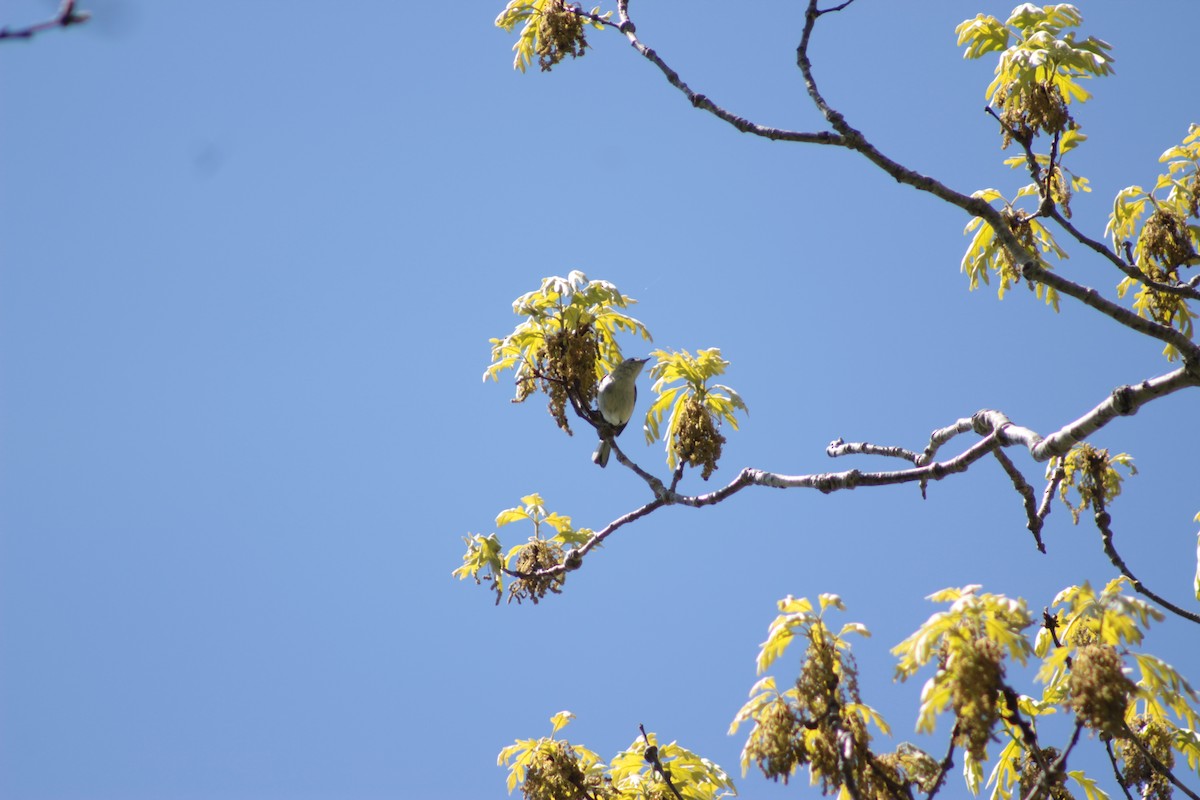 Blue-gray Gnatcatcher - ML59605711