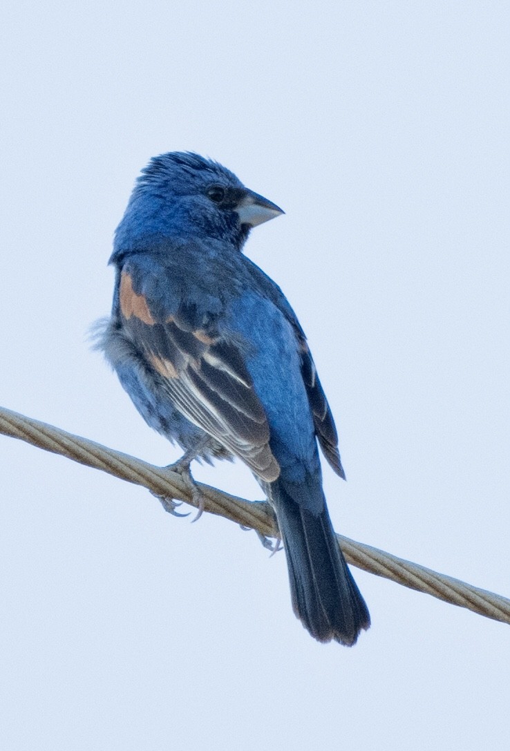 Blue Grosbeak - ML596057521